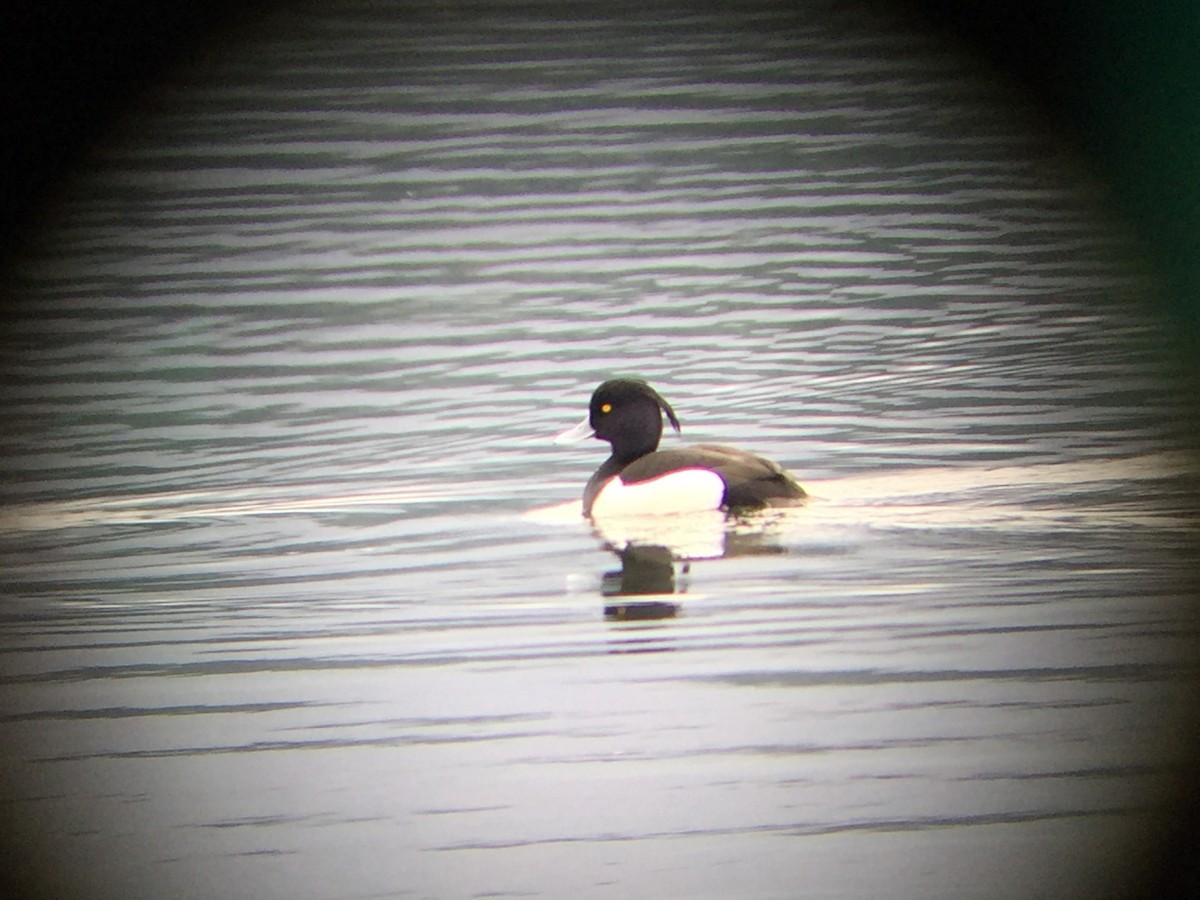 Tufted Duck - ML53632381