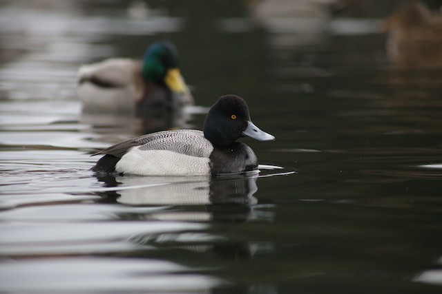 Lesser Scaup at Chilliwack--Salish Pond by Bentley Colwill