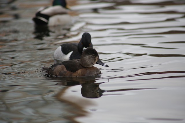 Ring-necked Duck at Chilliwack--Salish Pond by Bentley Colwill