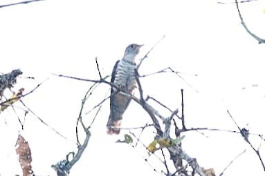 Indian Cuckoo - Tanmaye Govind