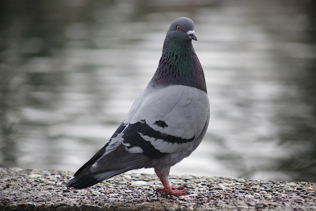 Rock Pigeon (Feral Pigeon) at Chilliwack--Salish Pond by Bentley Colwill