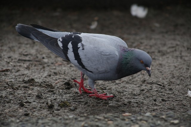 Rock Pigeon (Feral Pigeon) at Chilliwack--Salish Pond by Bentley Colwill