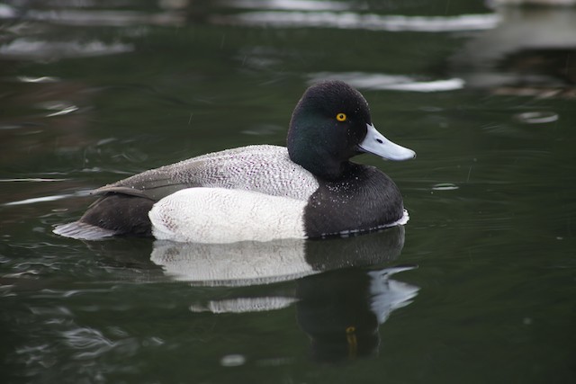 Lesser Scaup at Chilliwack--Salish Pond by Bentley Colwill