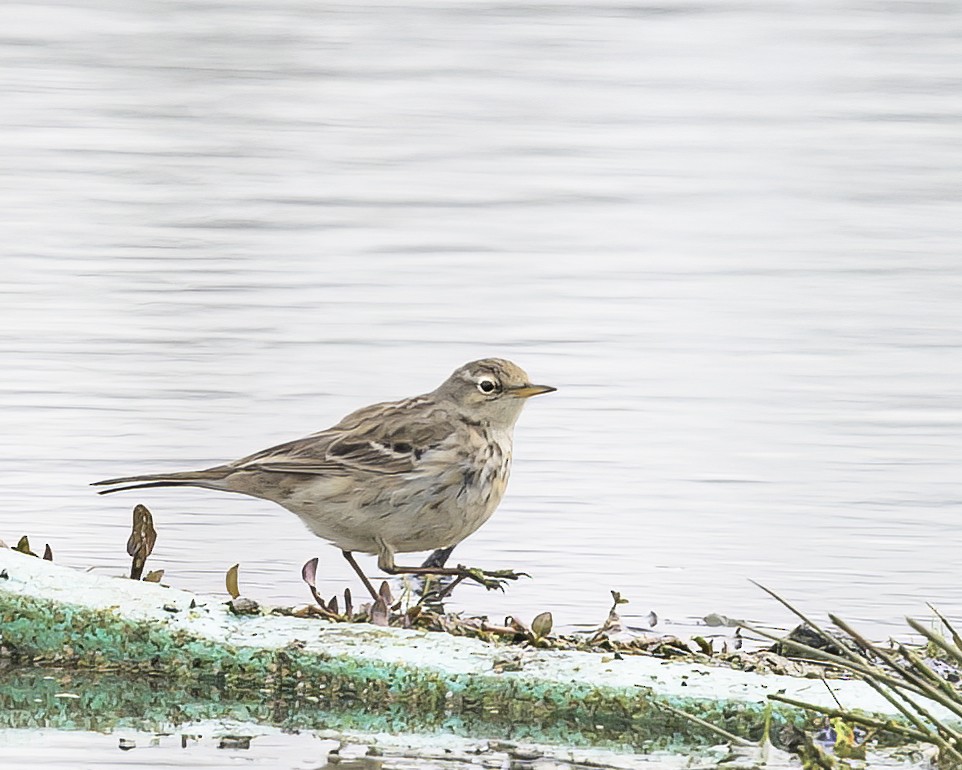 Water Pipit - ML536330101