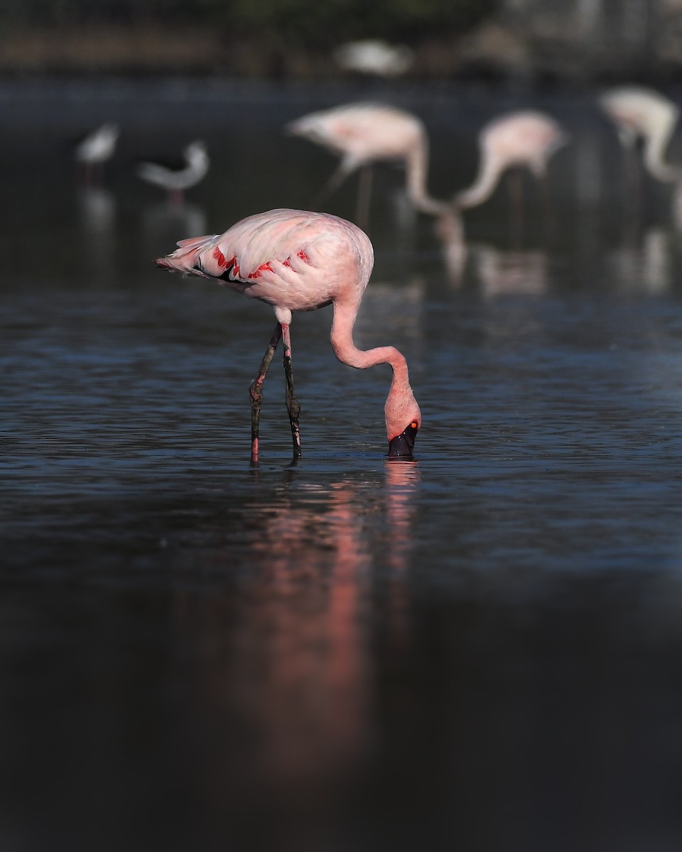 Lesser Flamingo - ML536339541