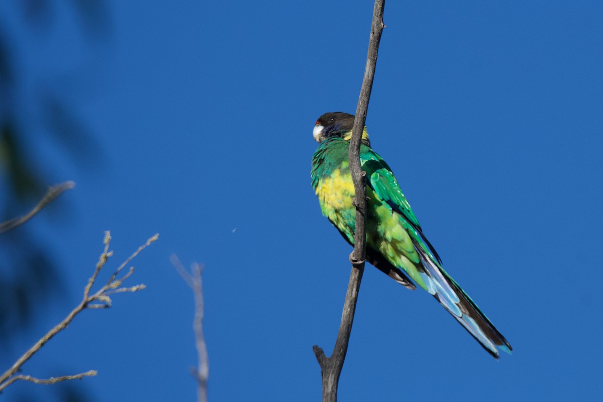 Australian ringneck twenty eight x port lincoln ebird