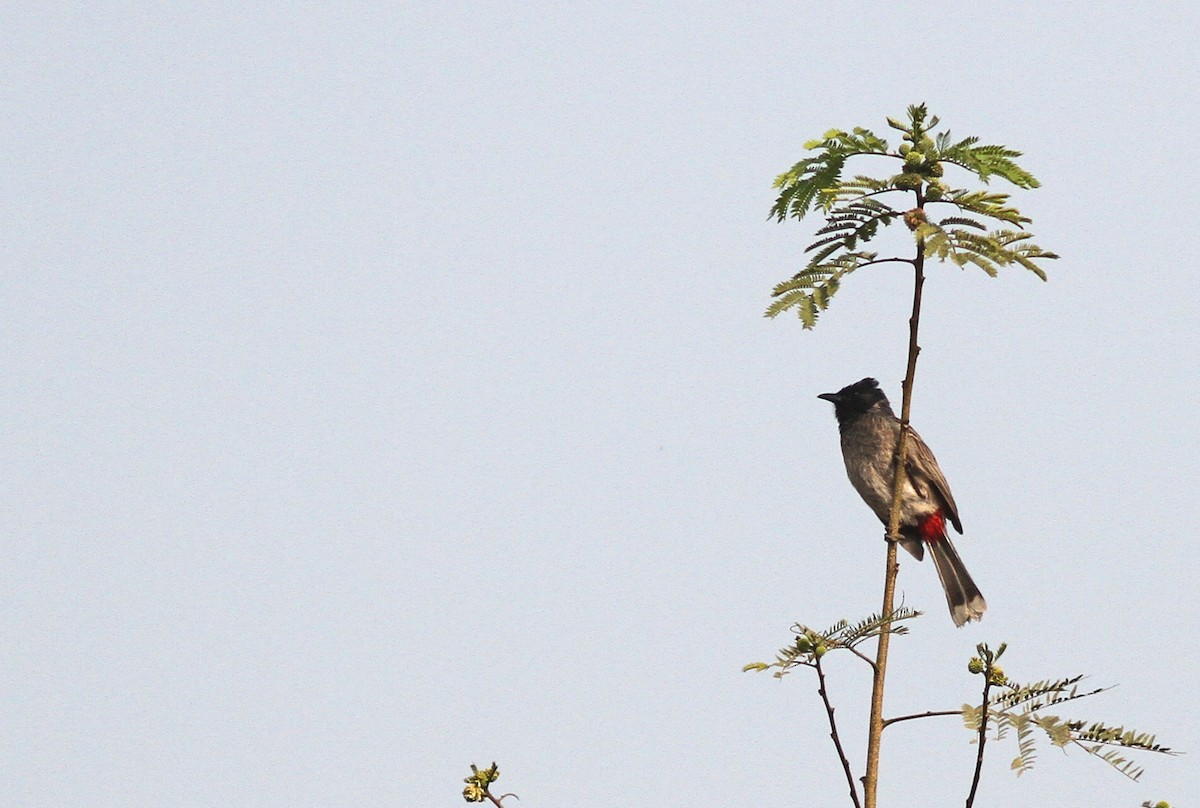 Red-vented Bulbul - ML536349731