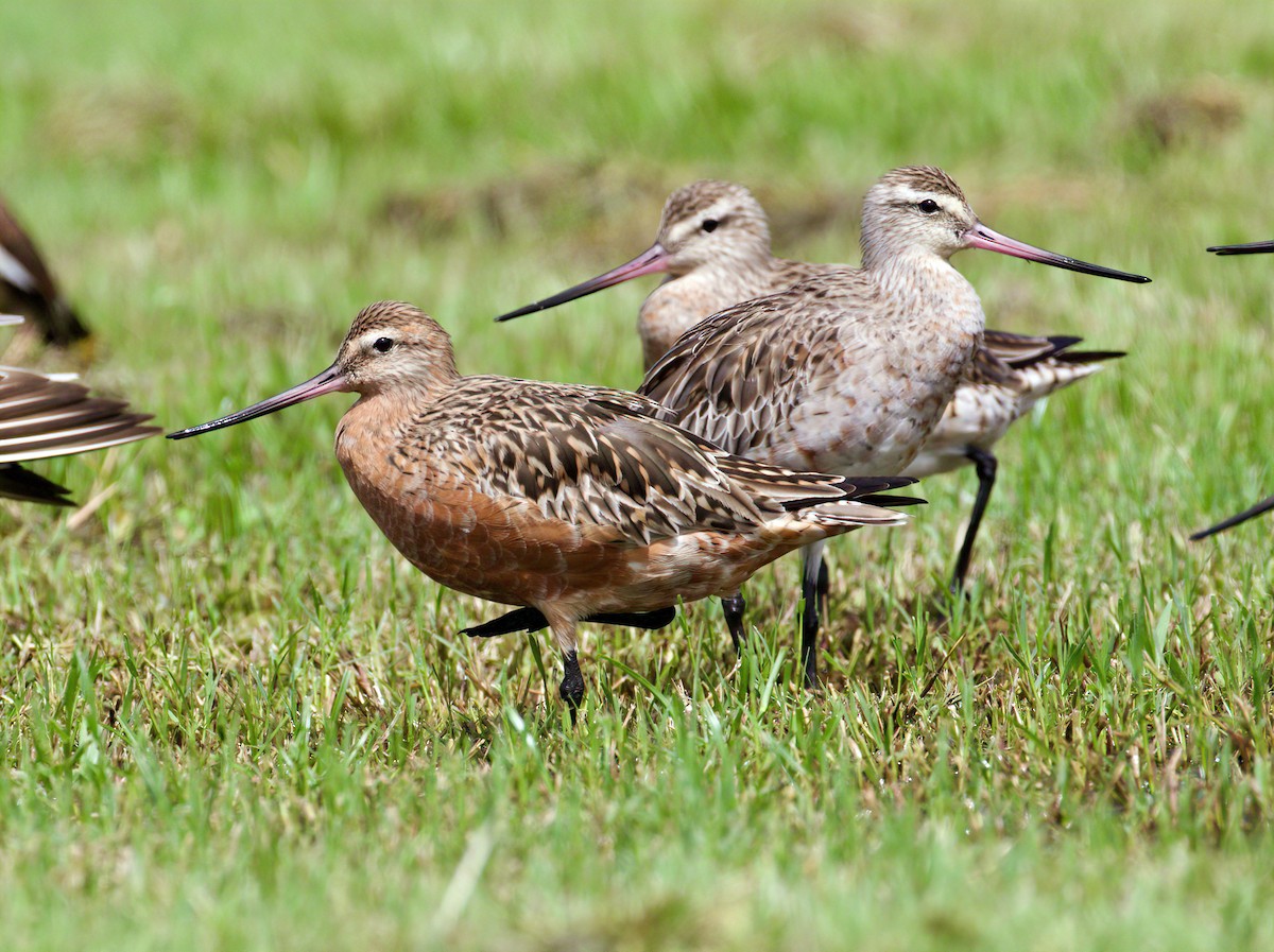 eBird Checklist 18 Feb 2023 Cairns EsplanadeNorthern End 20 species