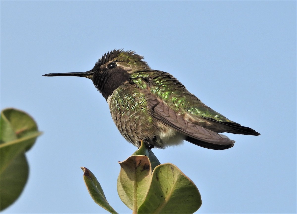 Anna's Hummingbird - ML536351341