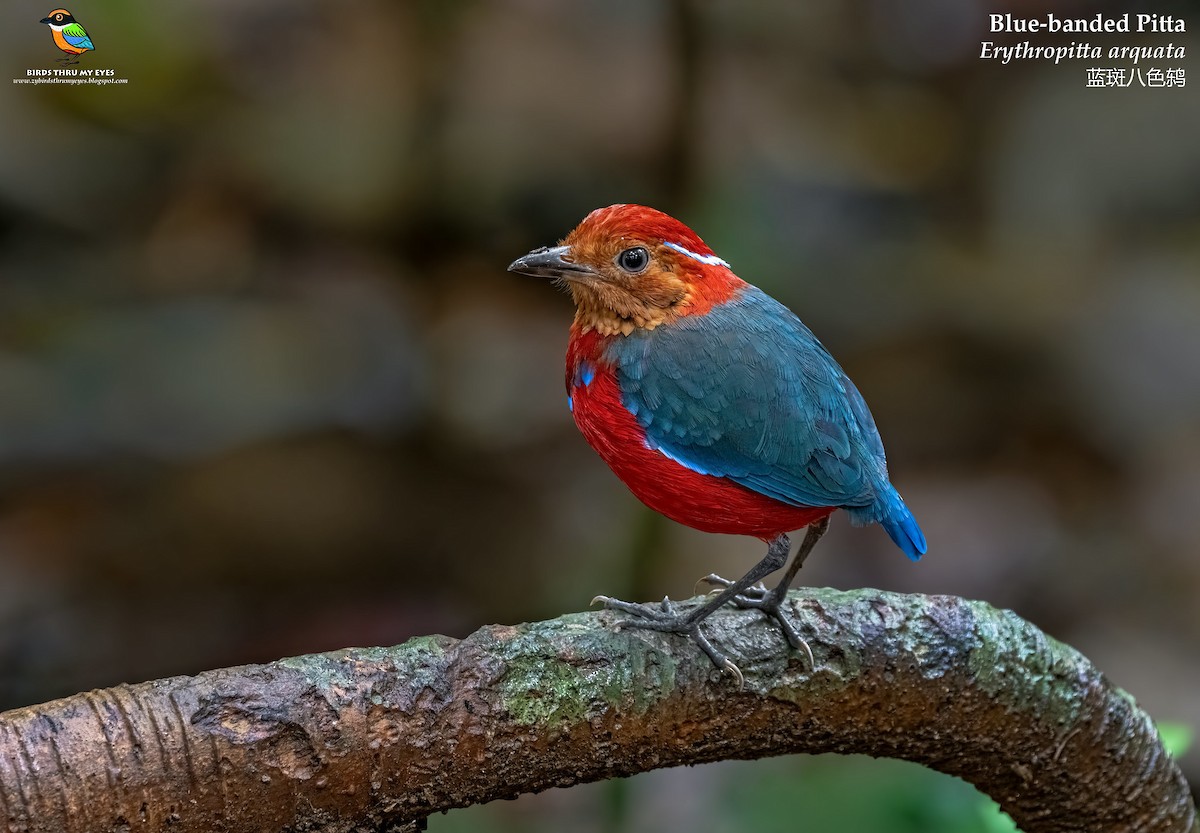 Blue-banded Pitta - ML536351841