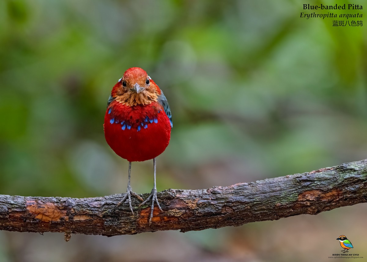 Blue-banded Pitta - ML536351851