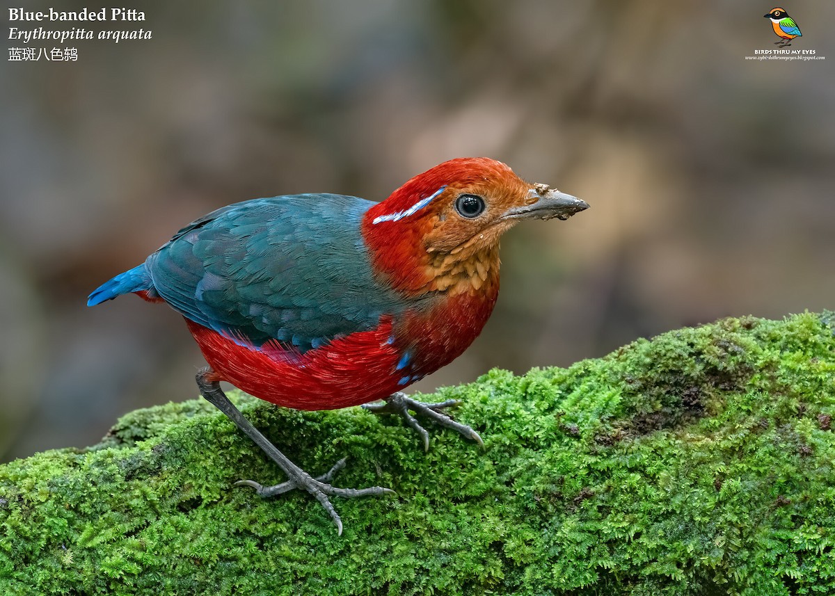 Blue-banded Pitta - ML536351861