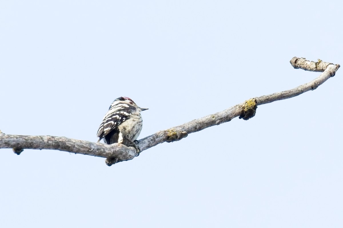 Lesser Spotted Woodpecker - massimo colombo