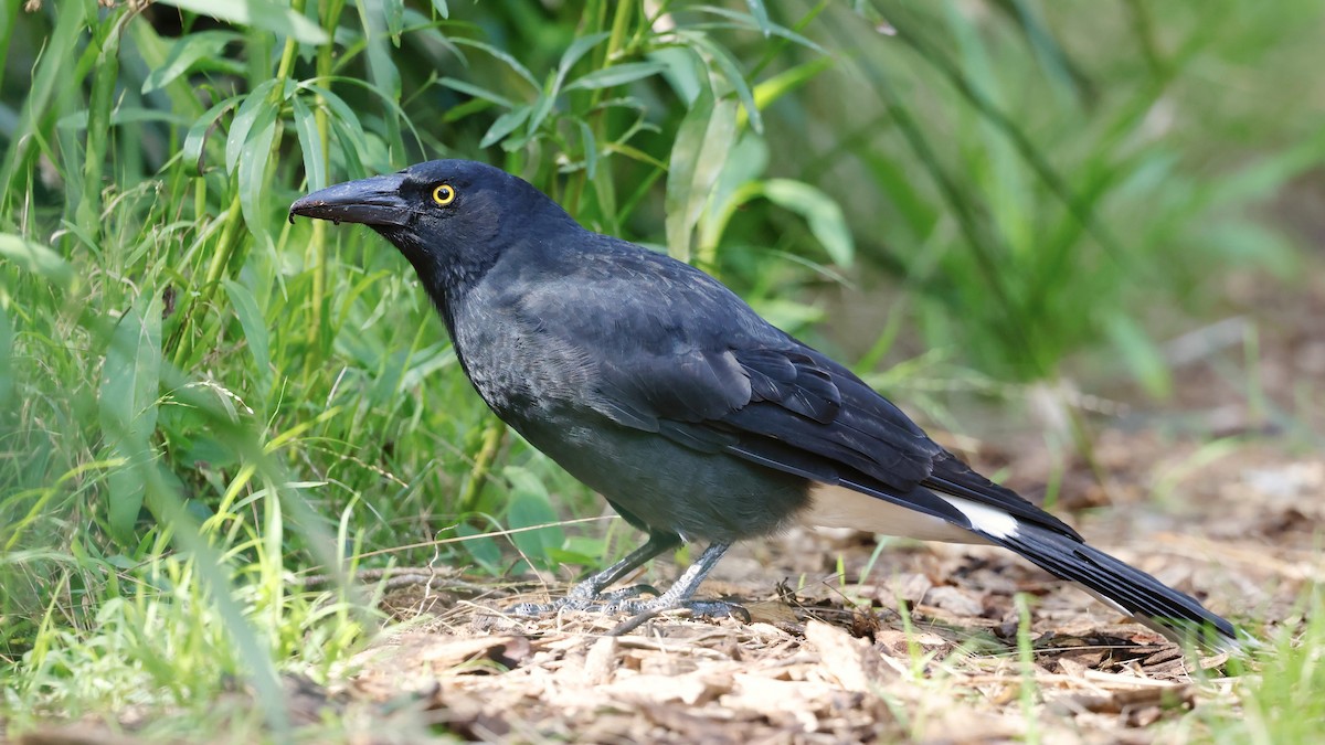 Pied Currawong - ML536355661
