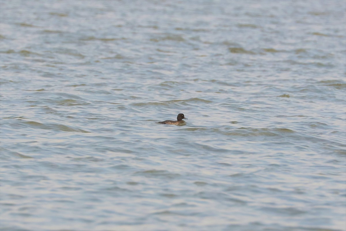 Tufted Duck - ML536355981