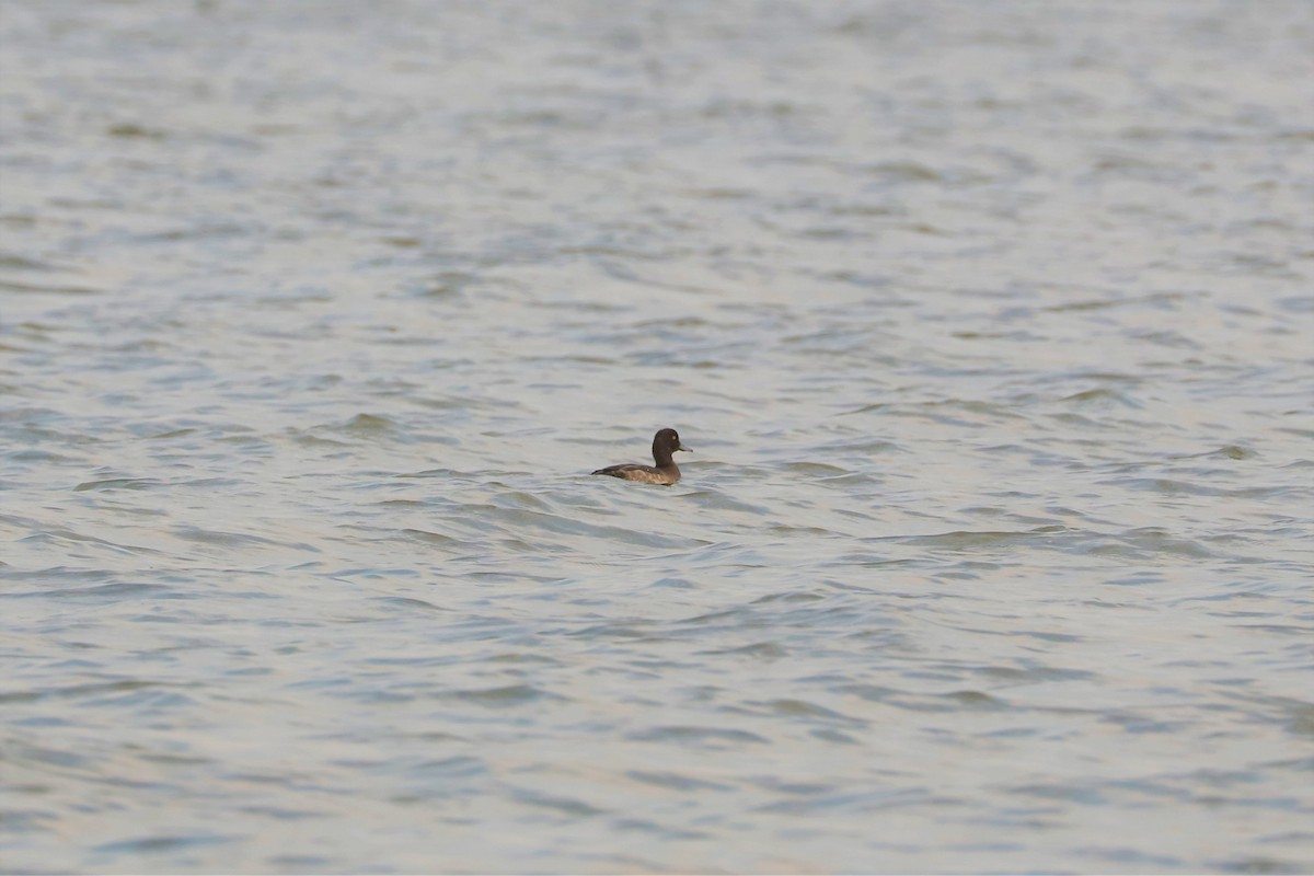 Tufted Duck - ML536356001