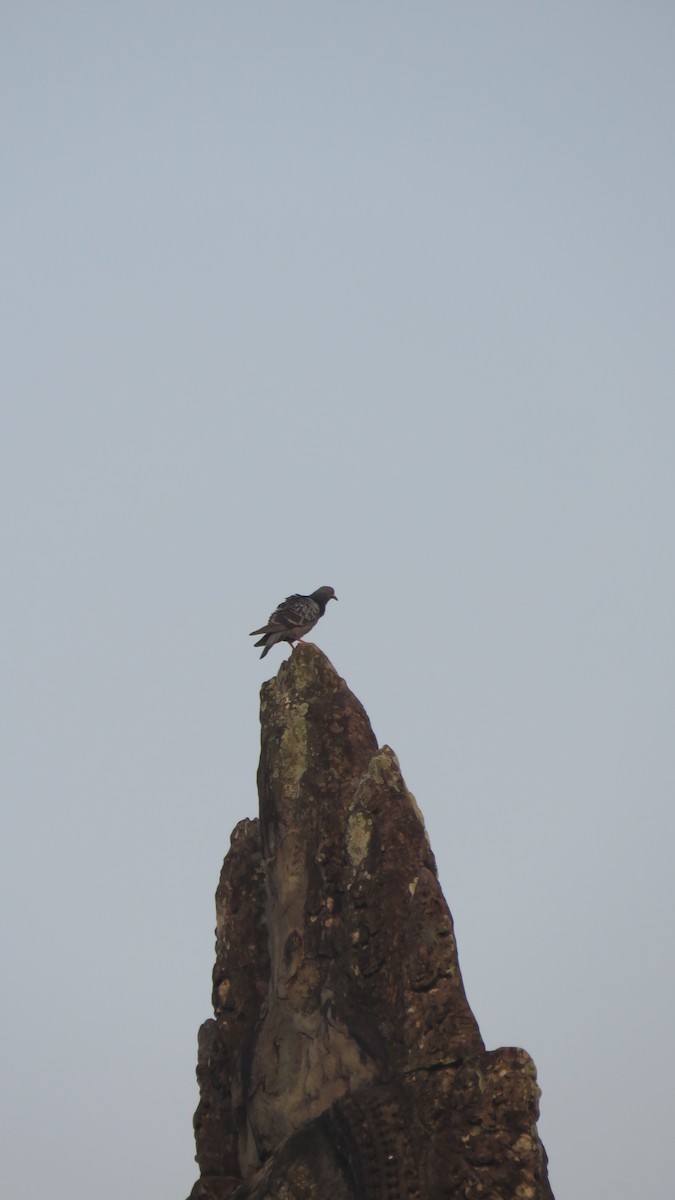 Rock Pigeon (Feral Pigeon) - ML536357041