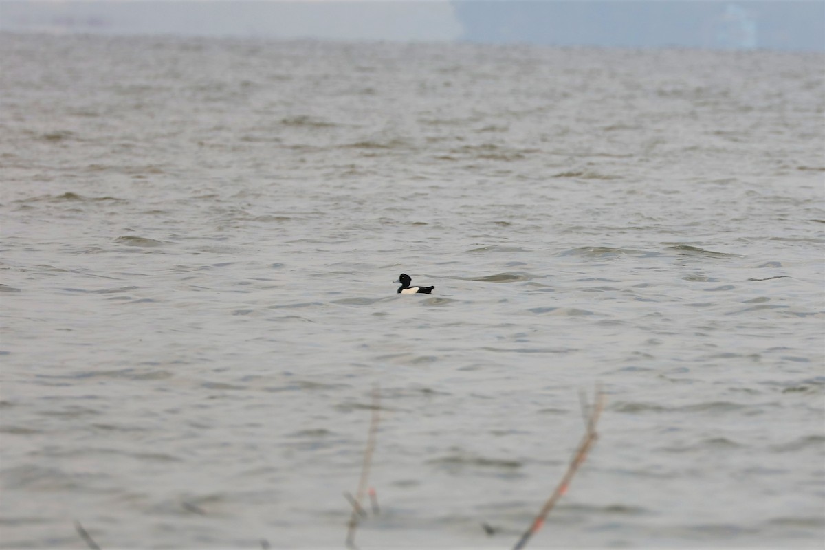 Tufted Duck - ML536357061