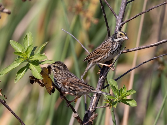 Savannah Sparrow - ML536357451