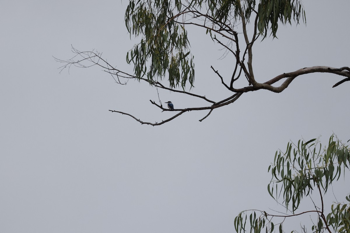 Forest Kingfisher - ML536357931