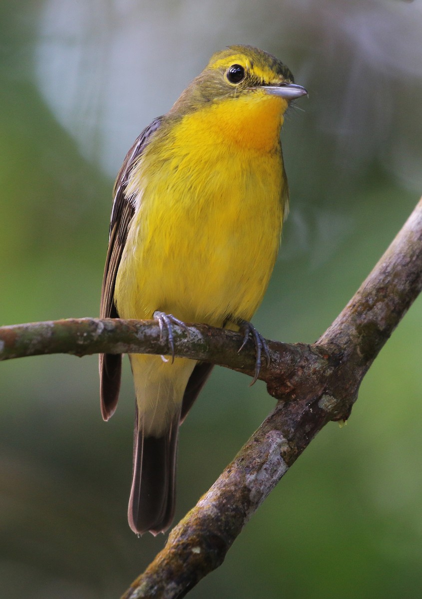 Green-backed Flycatcher - Neoh Hor Kee