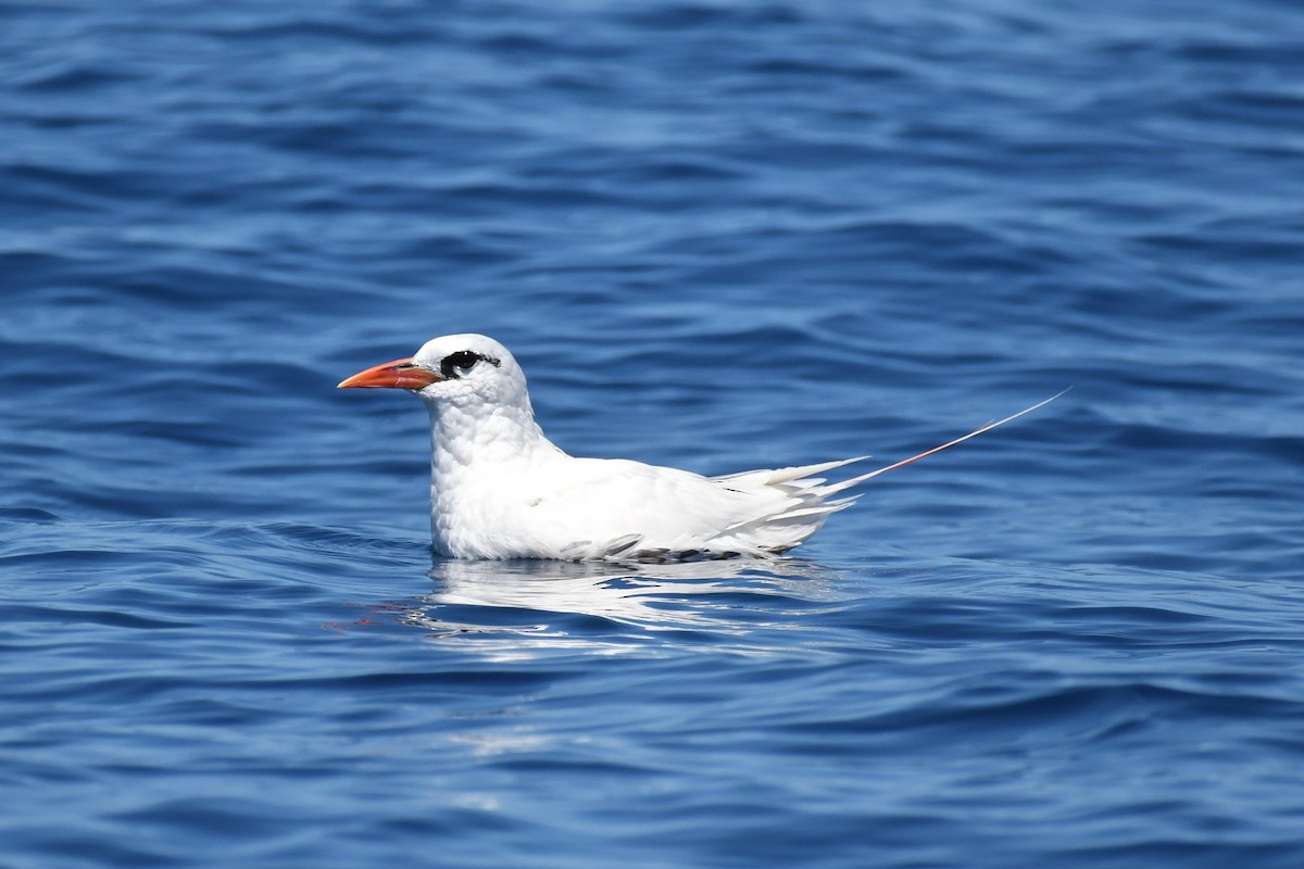 Red-tailed Tropicbird - ML536366451