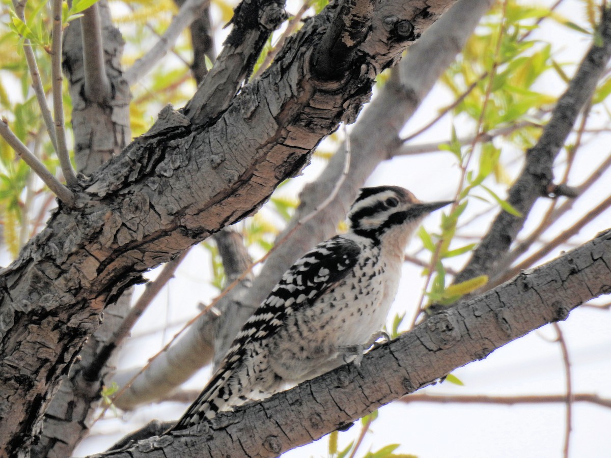 Ladder-backed Woodpecker - Patrick Collins