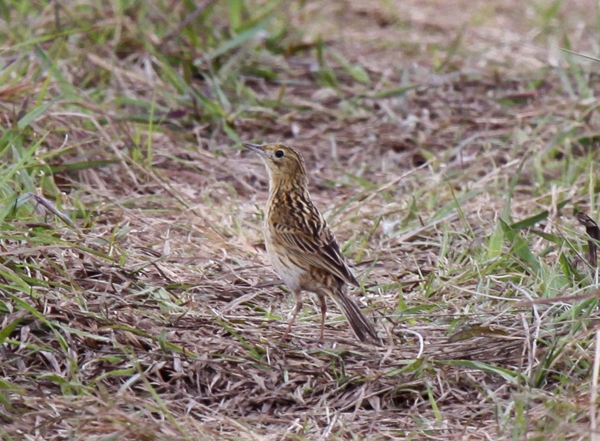 Ochre-breasted Pipit - ML536376691
