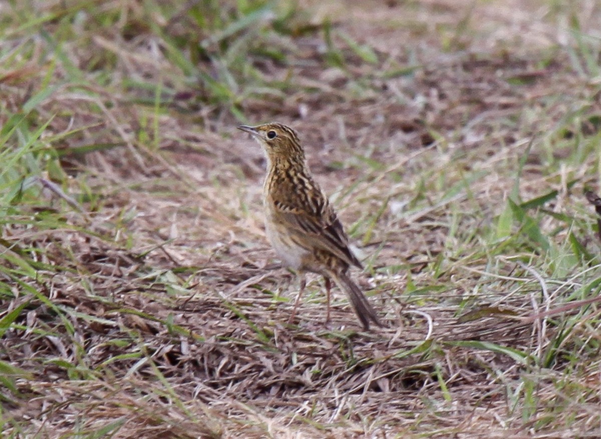 Ochre-breasted Pipit - ML536376701