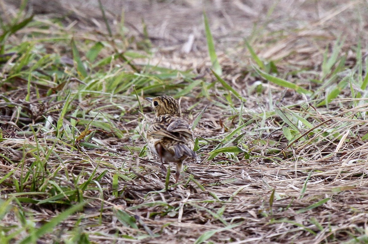 Ochre-breasted Pipit - ML536376711