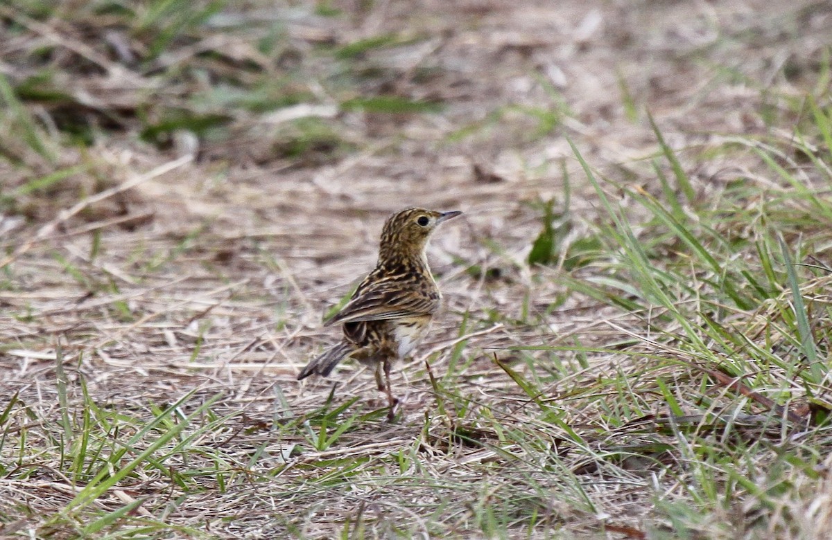 Ochre-breasted Pipit - ML536376721