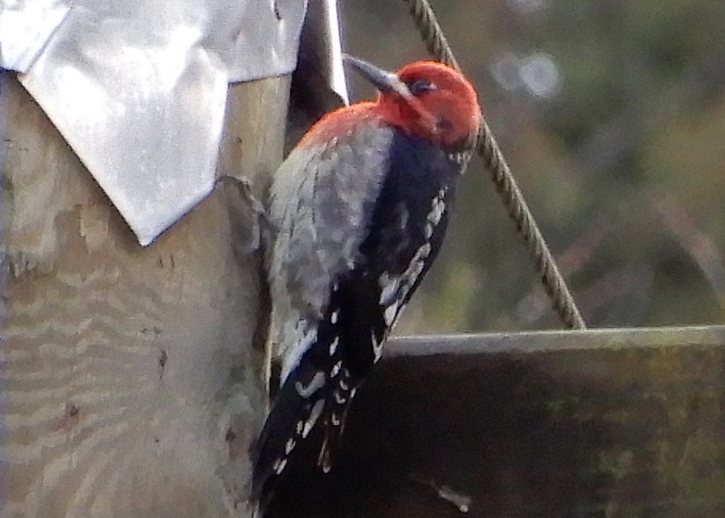 Red-breasted Sapsucker - ML53637711