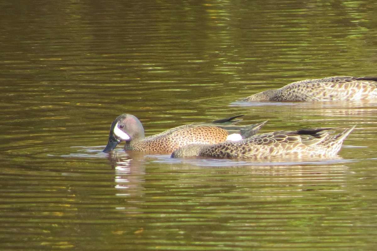 Blue-winged Teal - ML53638001