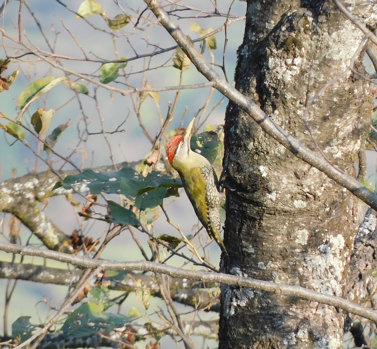 Scaly-bellied Woodpecker - ML536381101