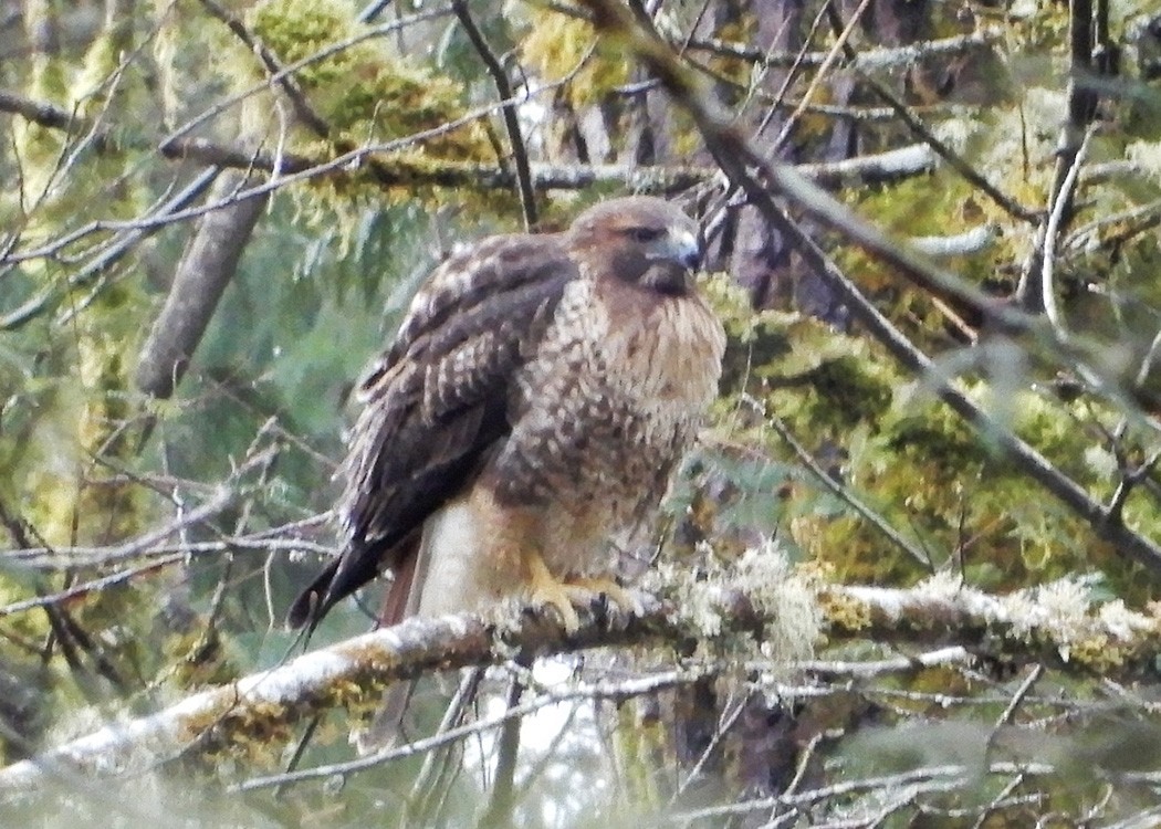 Red-tailed Hawk - Mark Thomson