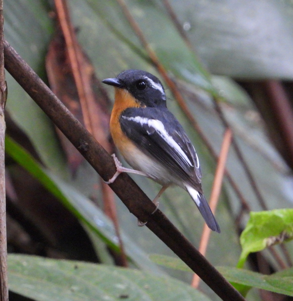 Rufous-chested Flycatcher - ML536385171