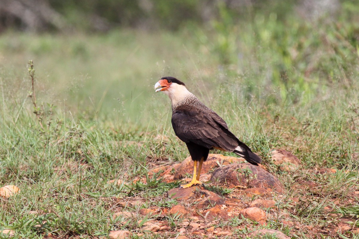Crested Caracara (Southern) - Tommy Pedersen