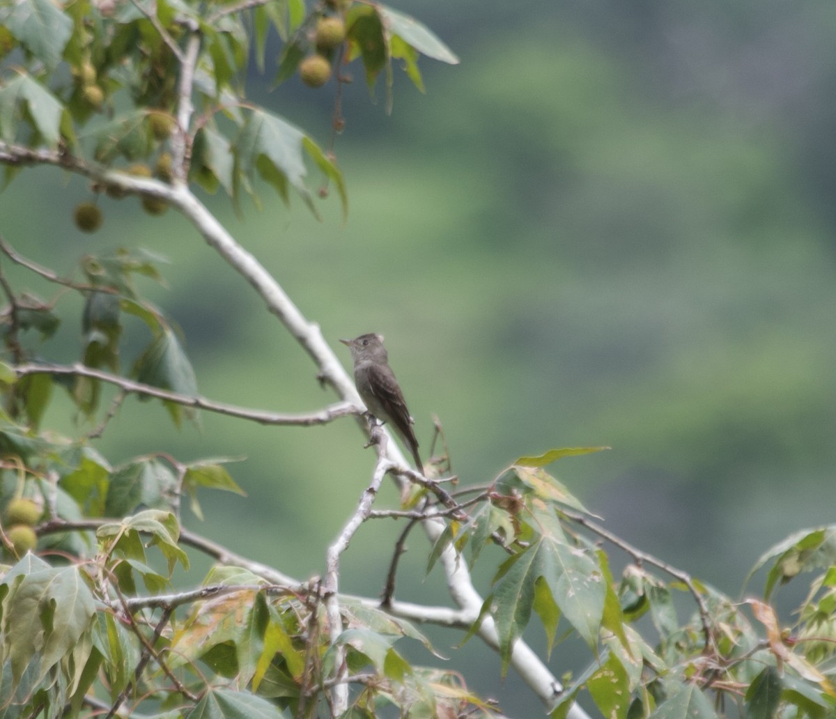 Greater Pewee - ML536388601