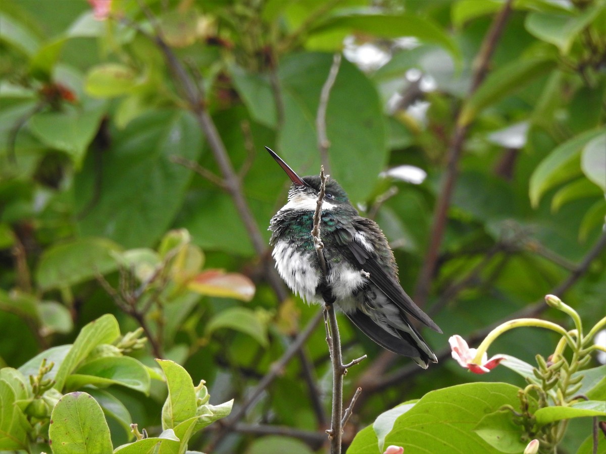 White-throated Hummingbird - Fabricio Candia
