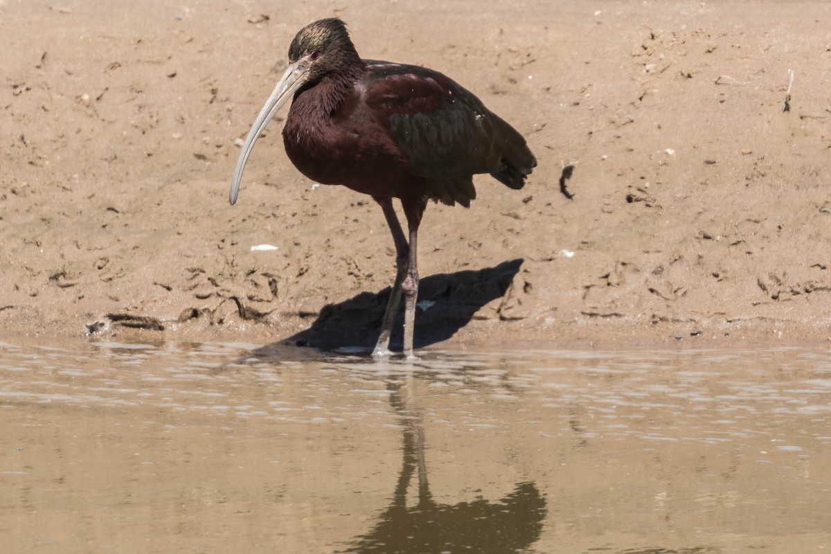 Glossy x White-faced Ibis (hybrid) - Robert Bochenek