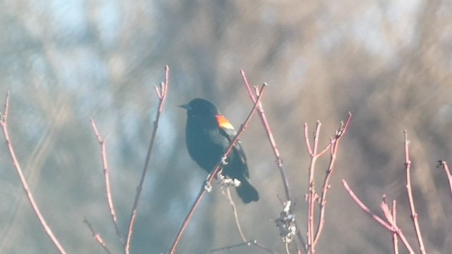 Red-winged Blackbird (Red-winged) - ML536400231
