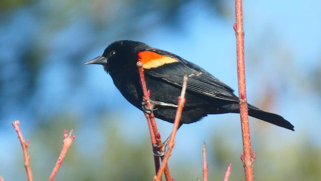 Red-winged Blackbird (Red-winged) - ML536400261