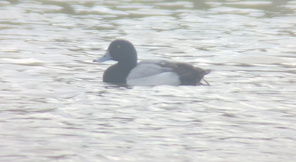 Greater Scaup - ML536400291