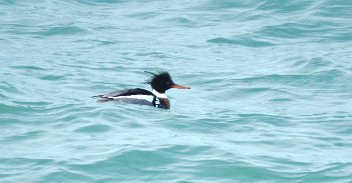 Red-breasted Merganser - Kathy Marche