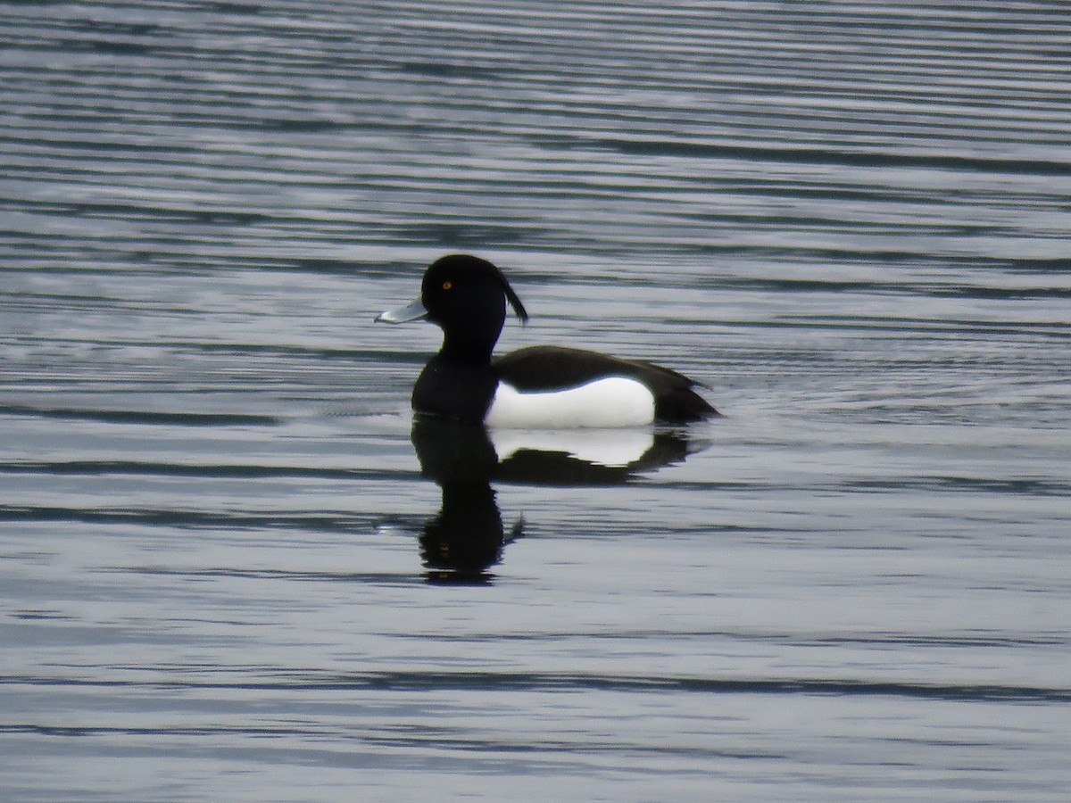 Tufted Duck - ML53640581