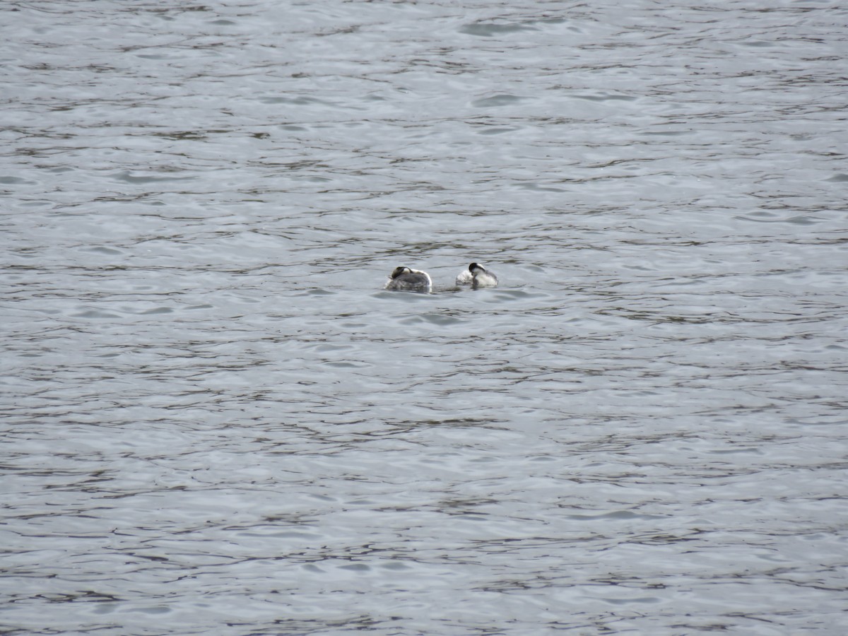 Silvery Grebe (Andean) - ML53640791