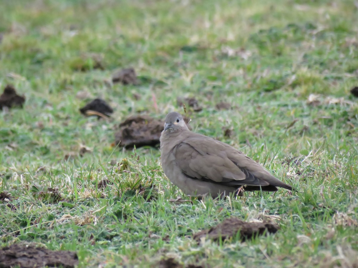 Black-winged Ground Dove - ML53640921