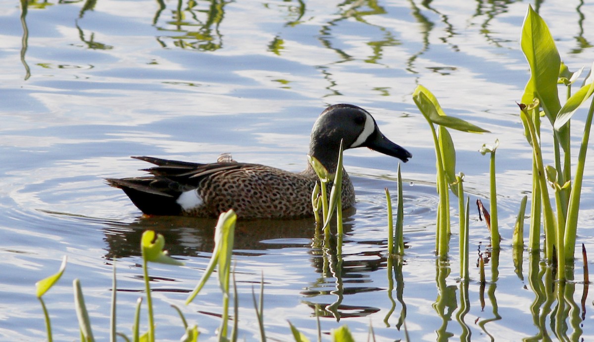 Blue-winged Teal - ML53641001