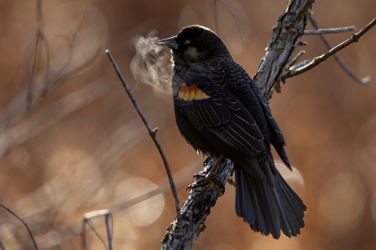 Red-winged Blackbird (Red-winged) - ML536410261