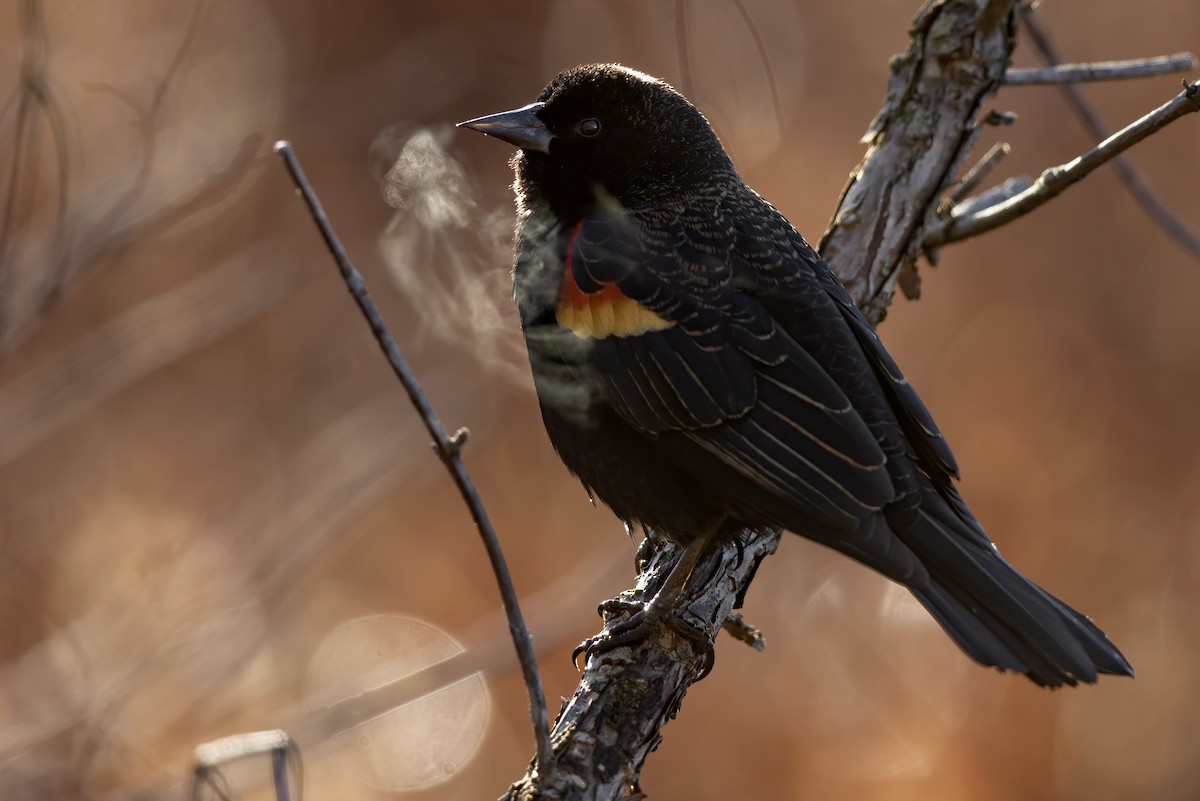 Red-winged Blackbird (Red-winged) - ML536410271
